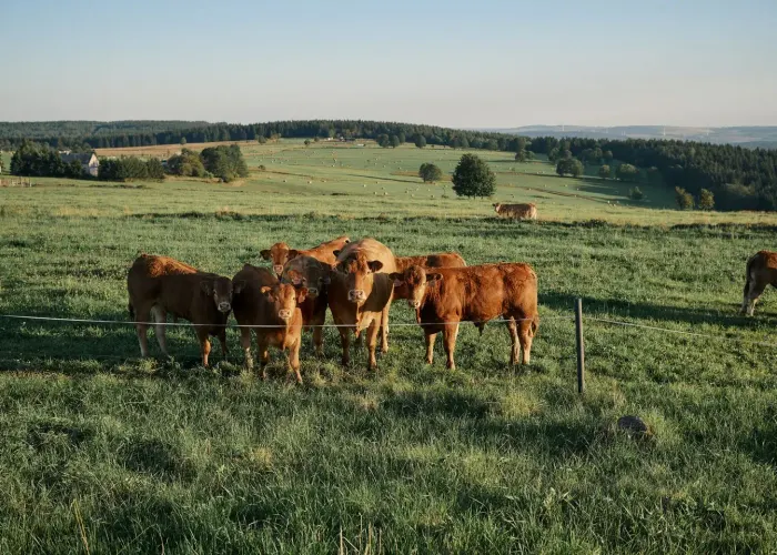 Glamping Na Malém Háji – exterior of the tiny house in a summer landscape