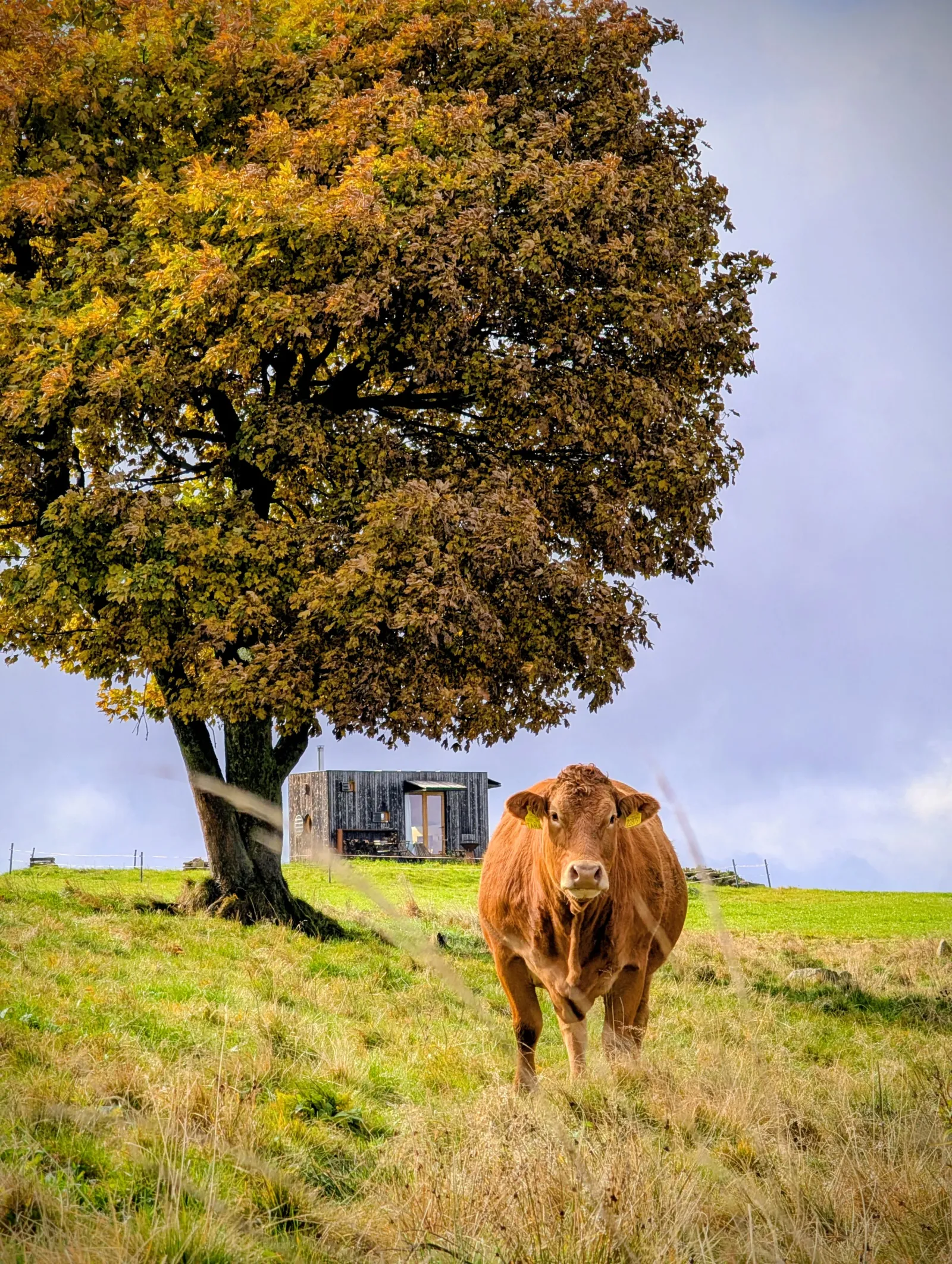Kráva pod podzimním stromem na louce u tiny house Na Louce